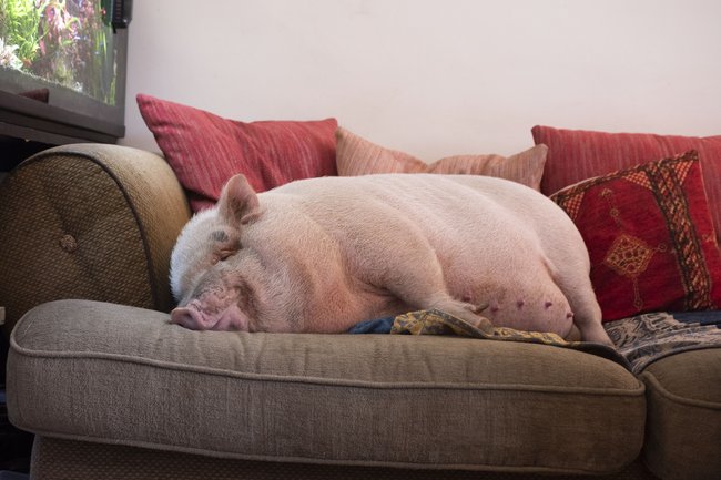 Ein Schwein als Haustier in der Altbauwohnung: Ist das erlaubt?